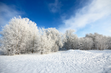 hoar-frost on trees in winter