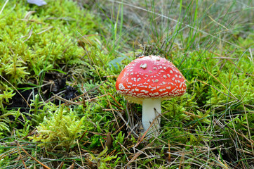 agaric mushroom. toadstool in forest