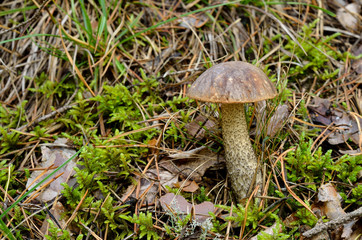 mushroom in forest