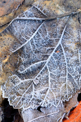 hoar-frost on leaves
