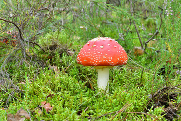 agaric mushroom. toadstool in forest