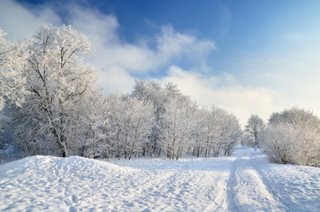 Fototapeta na wymiar hoar-frost on trees in winter