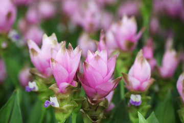siam tulip flower