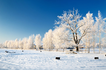 hoar-frost on trees in winter