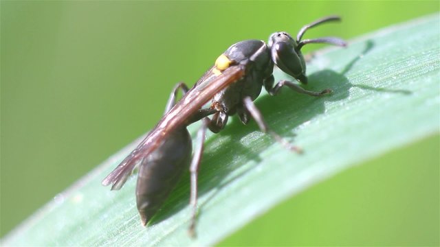 Avispa comenzando el dia