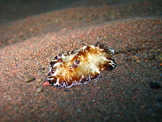 Nacktschnecke