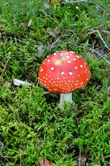 agaric mushroom. toadstool in forest