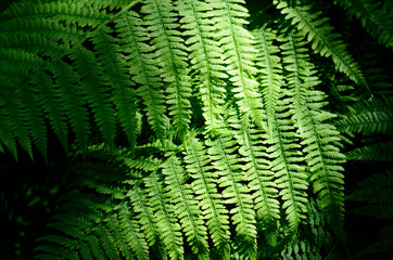 fern close-up in the forest