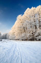 Obraz premium hoar-frost on trees in winter