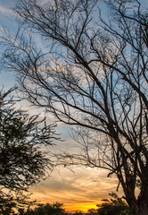 Sunset with silhouette tree