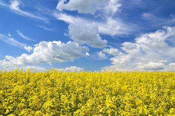 yellow rapeseed field in Latvia