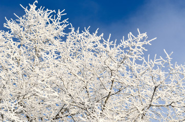 hoar-frost on trees in winter