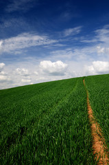 classic freen field view against blue sky © dumiceava