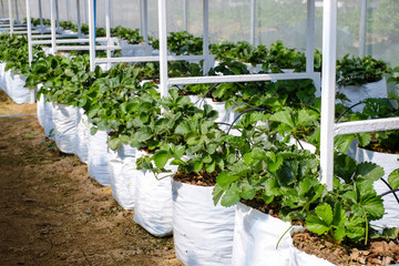 Strawberry farm / Strawberry farm in Chiangrai, Thailand