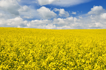 Fototapeta premium yellow rapeseed field in Latvia