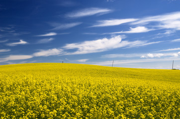 Obraz premium yellow rapeseed field in Latvia