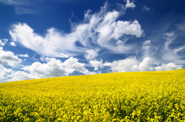 yellow rapeseed field in Latvia
