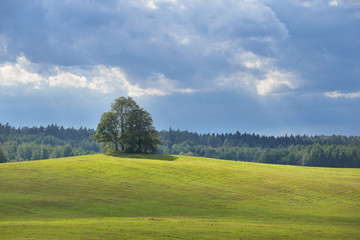 Lonely oak trees in the field on the hills