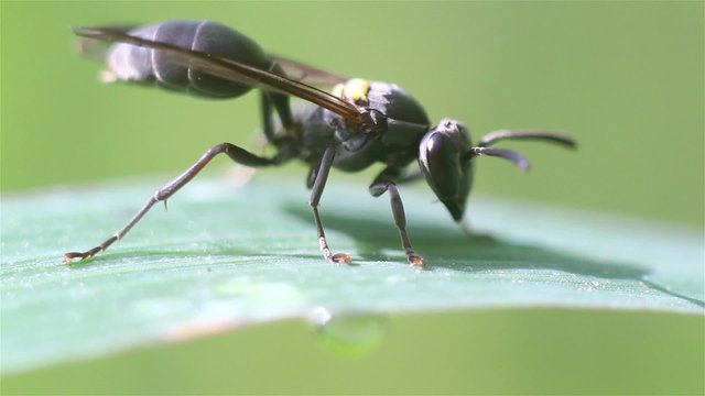 Avispa comenzando el d&iacute;a 2