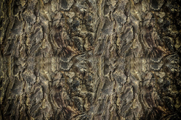 Fototapeta na wymiar Tree bark texture