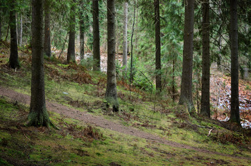 dark pine forest scene - 100119377
