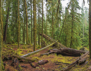 Hoh Rainforest, Olympic National Park, Washington state, USA