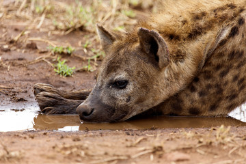 Naklejka premium Hyäne