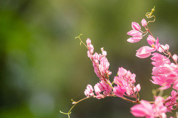 pink flower and green background is beautiful and have insect in