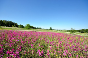 classic rural landscape. Flower field against blue sky