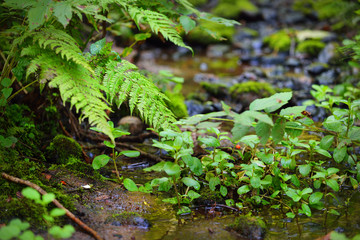 Small forest river. A spring close-up