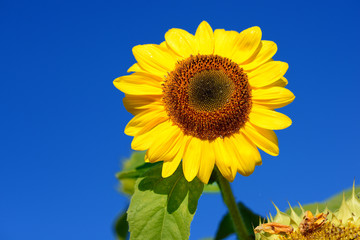 Sunflower close-up against dark blue sky