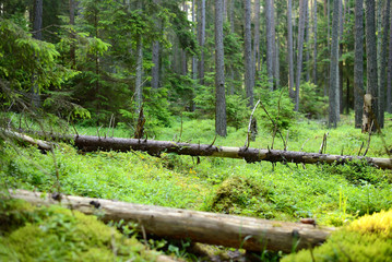 dark pine forest scene