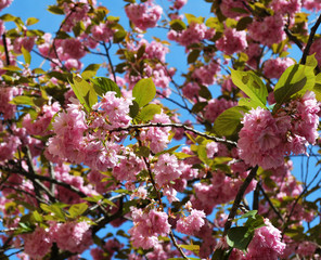 Pink blooming cherry flowers with the blue sky on the background