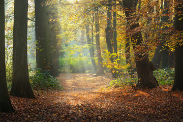 Autumn forest. Nachtegalenpark in Antwerp - 100120351