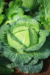 close up green fresh cabbage leaves in organic vegetable plantat