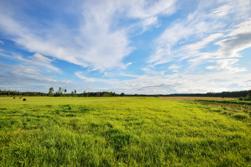 Field in the countryside area