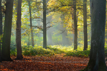 Autumn forest. Nachtegalenpark in Antwerp