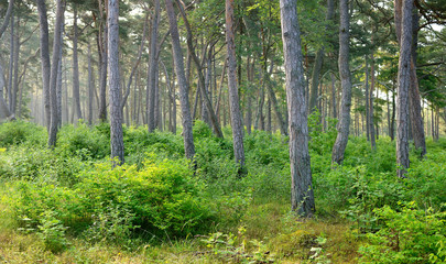 Fototapeta na wymiar dark pine forest scene
