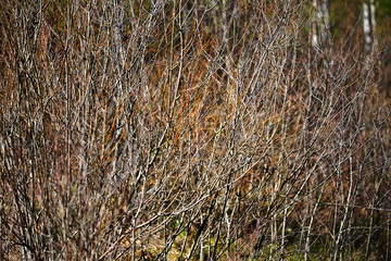 Tree branches pattern