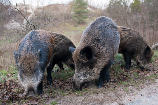 Wild pigs