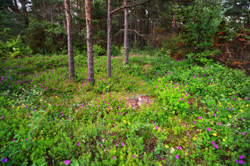 Forest on Hiumaa island, Estoina - 100121302
