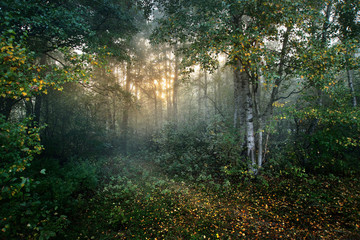 Strong beautiful fog and sunbeams in the forest - 100121339