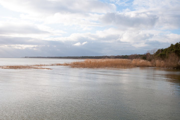 Landscape of lake and reeds