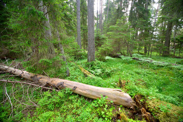 dark pine forest scene - 100121521