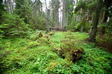 dark pine forest scene - 100121559