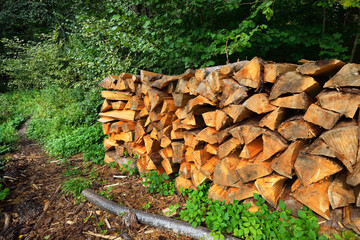 freshly made firewood in the forest - 100121566