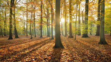 Autumn forest. Nachtegalenpark in Antwerp - 100121577