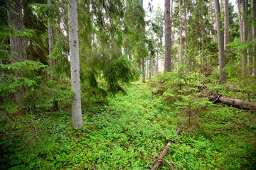 dark pine forest scene - 100121731