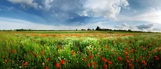 Fototapeten a poppy field and a country view in Latvia © dumiceava
