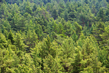 Forest on Hiumaa island, Estoina - 100121932
